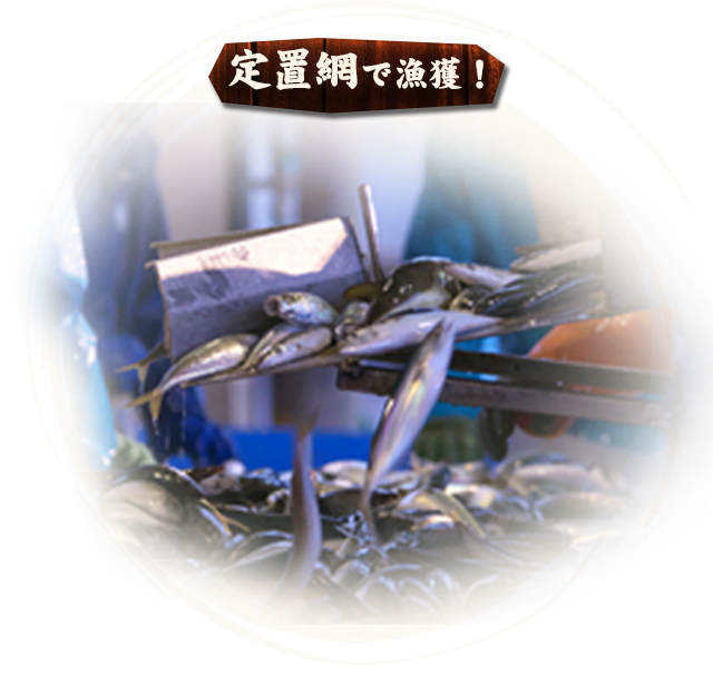 定置網で漁獲！